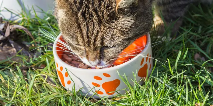 Cats food requirements for grow up healthy and beautifully