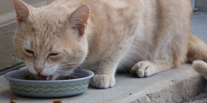 Harmful cat foods you should avoid to giving your cat