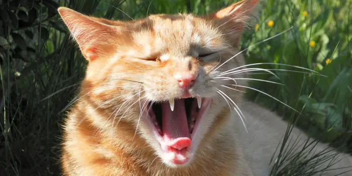 Top 5 tips on how to clean cat's teeth