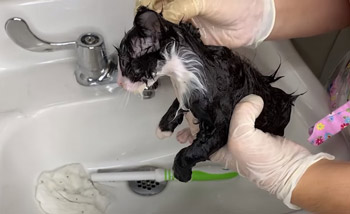 How to Grooming a kitten