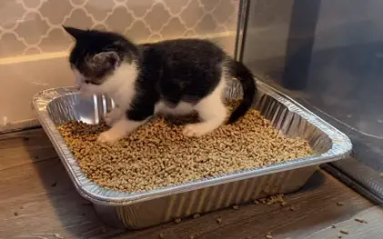 how to use litter box kitten training