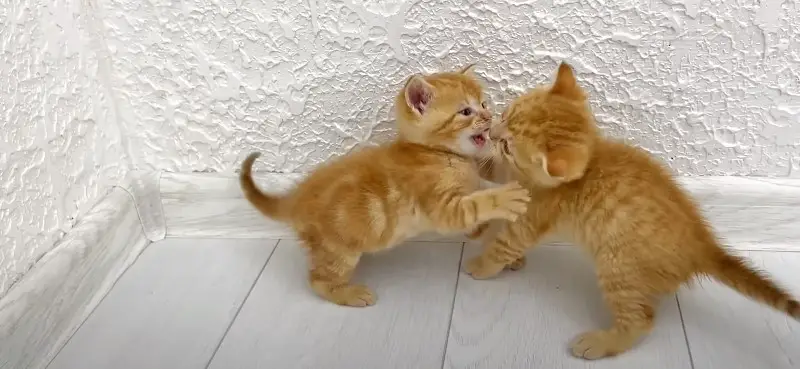 kittens playing and fighting