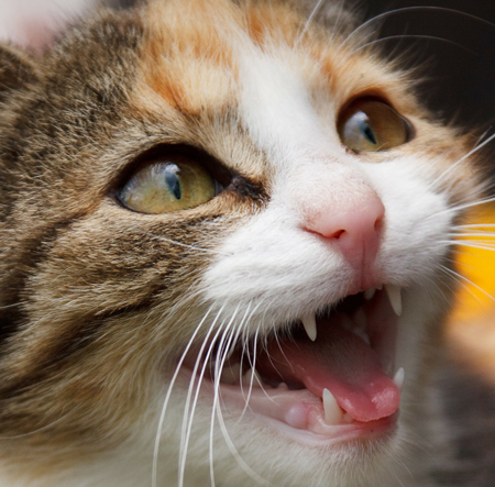 Cat Dental disease