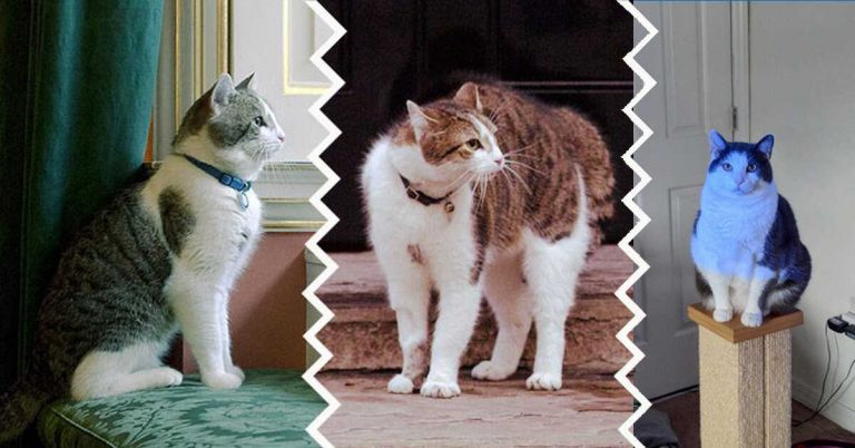 how-to-cat-lose-weight-naturally-explained-5-easy-ways