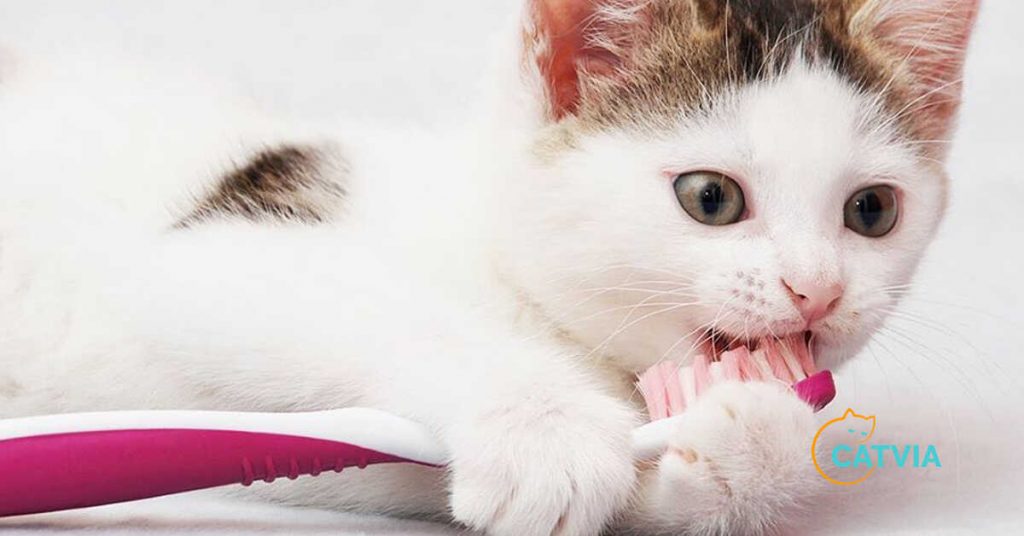 How to Brush Cat Teeth at Home (Explained)