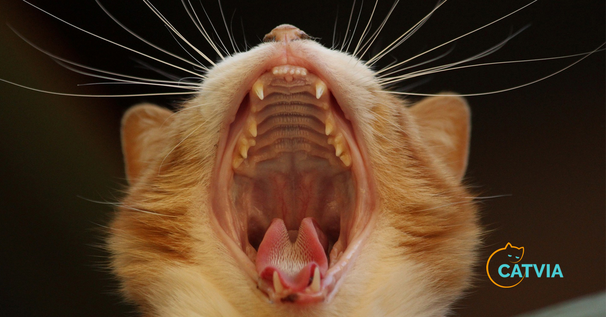Why cat losing teeth