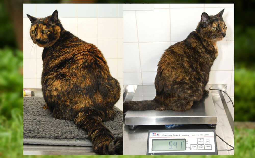 How To Cat Lose Weight Naturally Explained 5 Easy Ways 