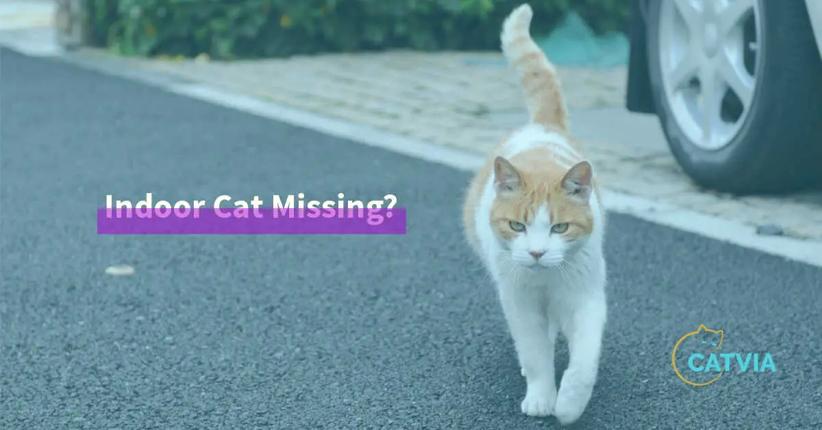 How to Find a Lost indoor Cat