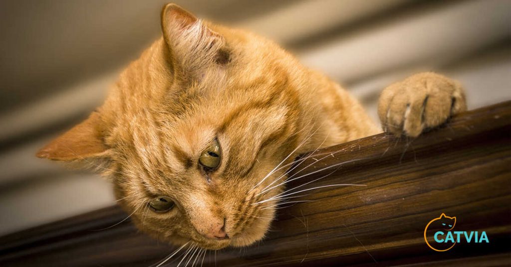 How To Train An Outdoor Cat To Stay Home (12 Effective Ways)