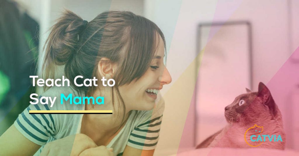 How to Teach Your Cat to Say Mama 7 Effective Ways