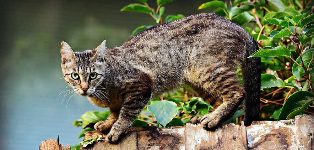 train an outdoor cat to stay home to become a mouser