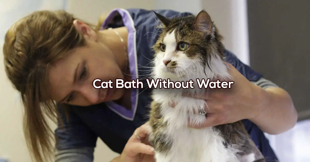 cat bath without water