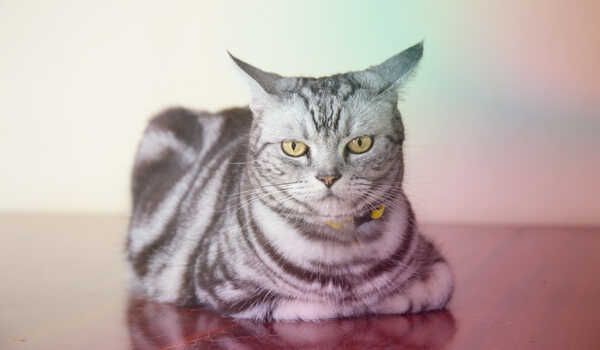 American Wirehair cat breed