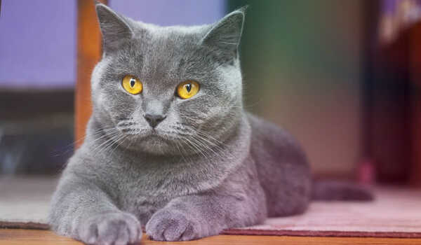 British Shorthair