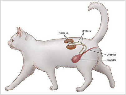 Cat Lower Urinary Tract Disease