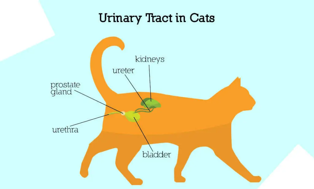 Cat with urinary-tract issues
