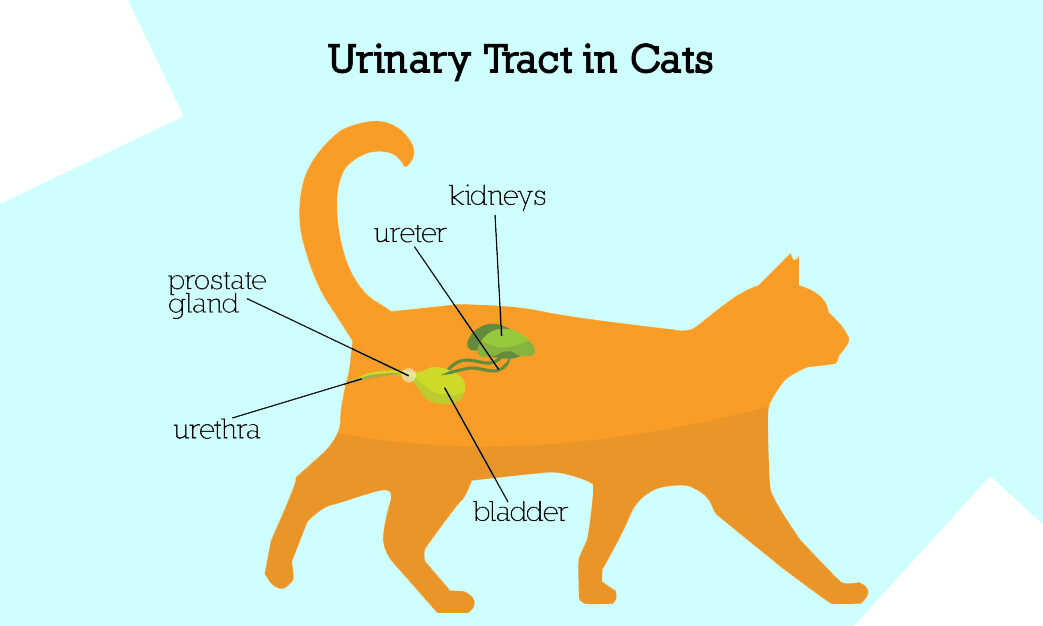 Cats with Urinary Tract Issues (Symptoms & Homemade Foods)