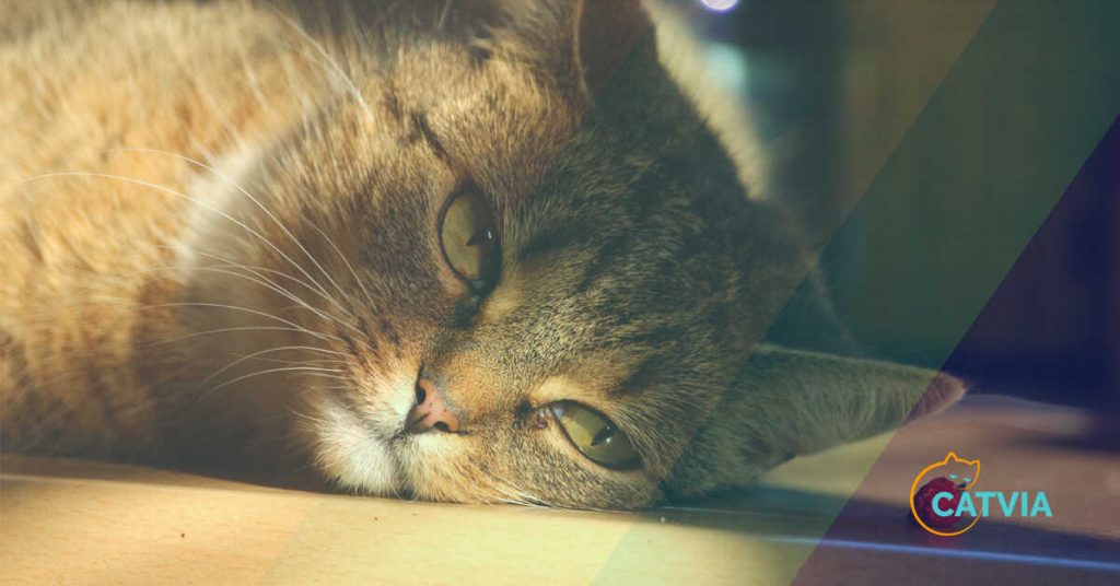 How Long Do Cats Survive Without Food and Water?