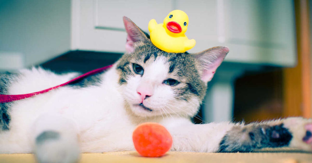 How to Wash a Cat Without Cat Shampoo