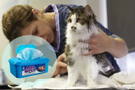 baby wipes for cat bath