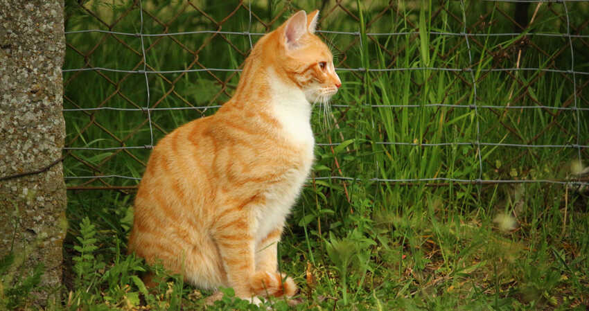 cat in house area