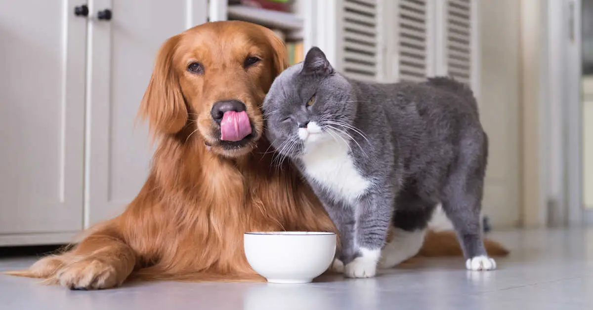 difference between cat and dog food