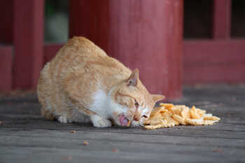 Motivate cat to eat more