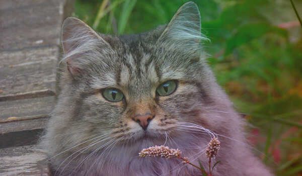 Norwegian Forest Cat