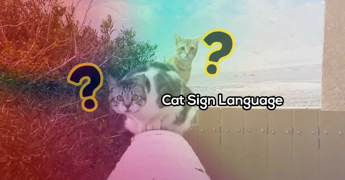 teach cat sign language