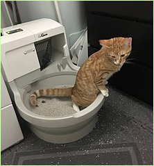 Clean A Litter Box In An Apartment