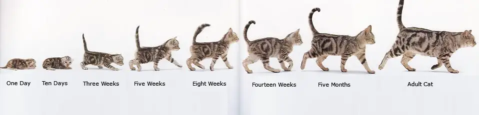 Kitten age chart - Kitten growth chart