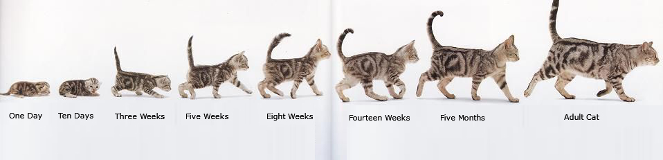 Kitten age chart - Kitten growth chart