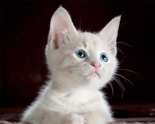 Beautiful white Kitten