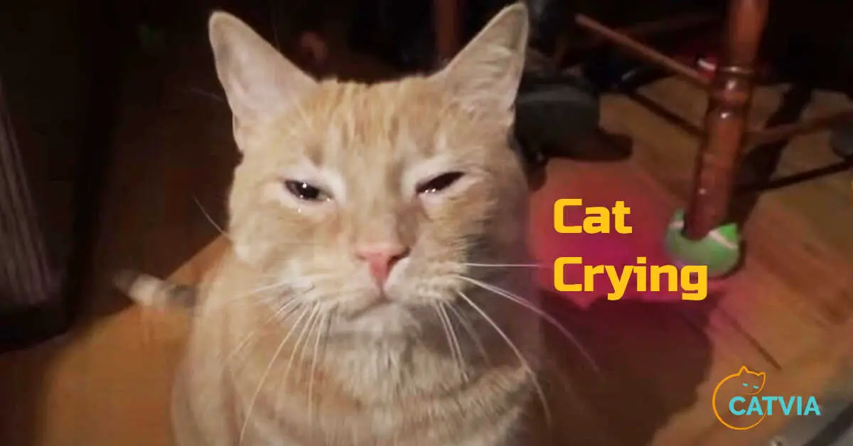 Is Cat crying a bad sign