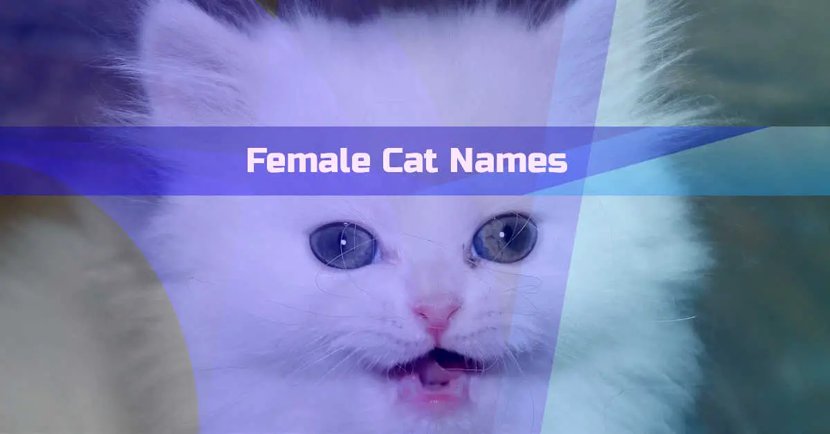 Best Female Cat Names