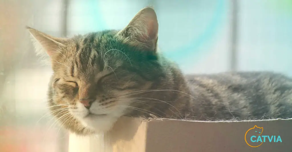 cat sleep in the litter box