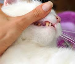 Cat Dental disease-and Treatment