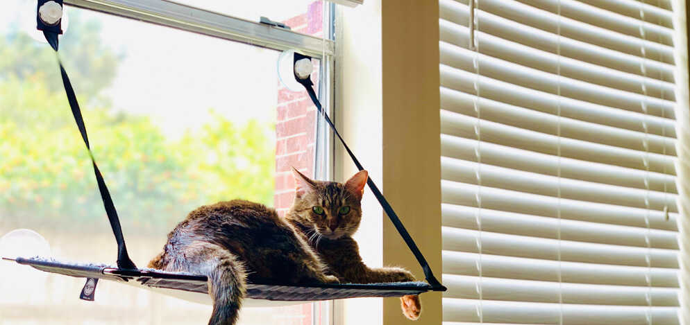 Cat Thrilling Window Nook