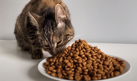 Cat eating dry food