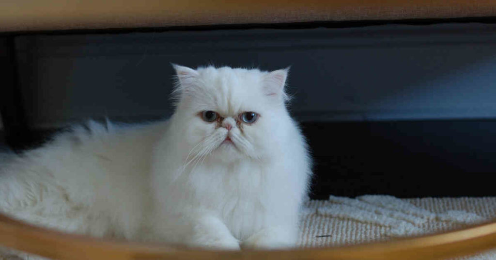 How to Choose A Cat Name or Kitten Name (8 Tips)