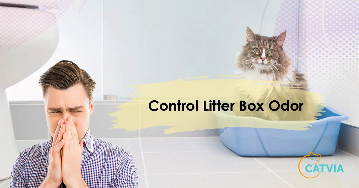 How to Control Litter Box Odor