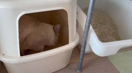 Side open cat litter box