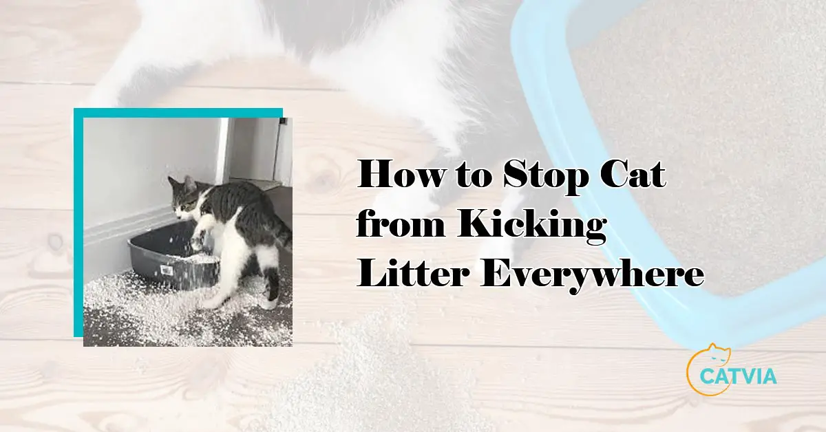 Stop Cat from Kicking Litter