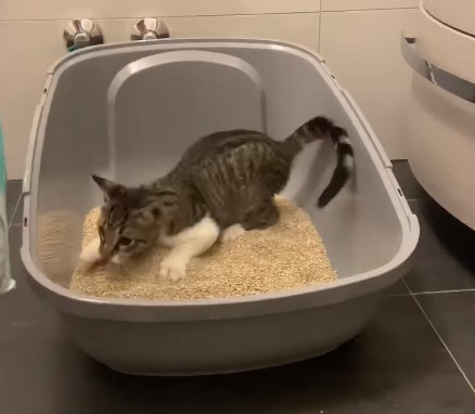 A cat using litter box