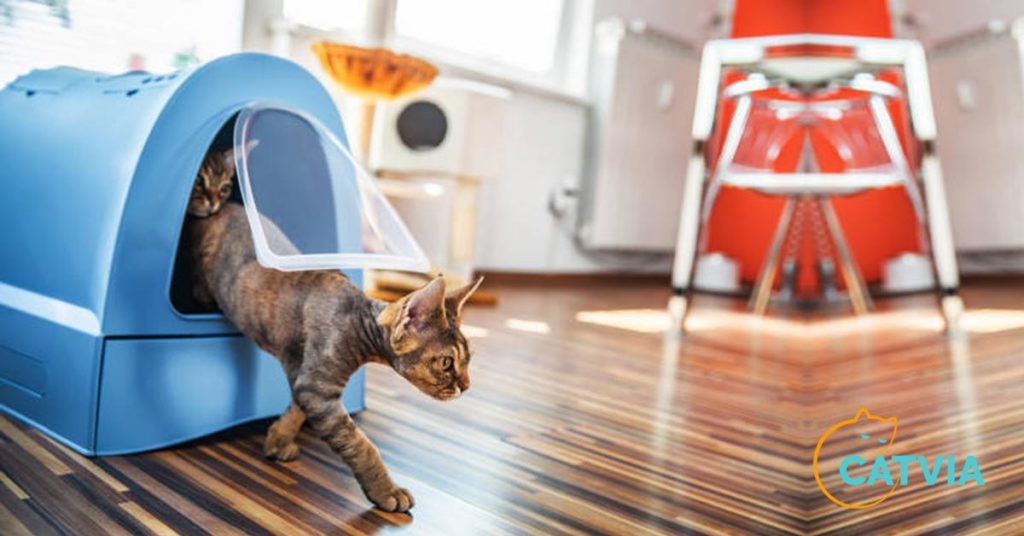 Litter Box and Cat 12 Quick Answers (For Beginners)