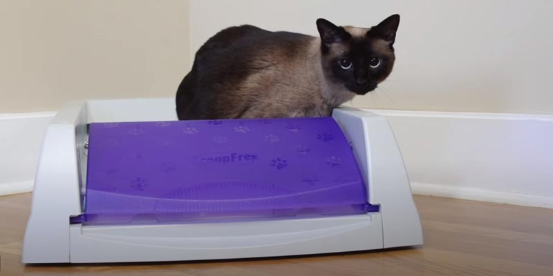 litter box size