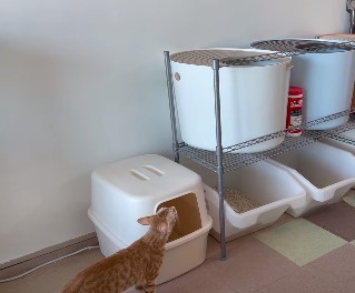 top entry litter box