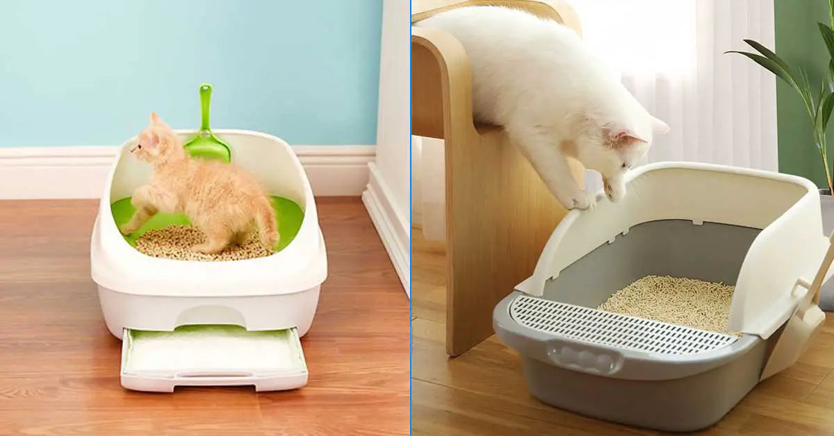 How much litter should you put in the litter box
