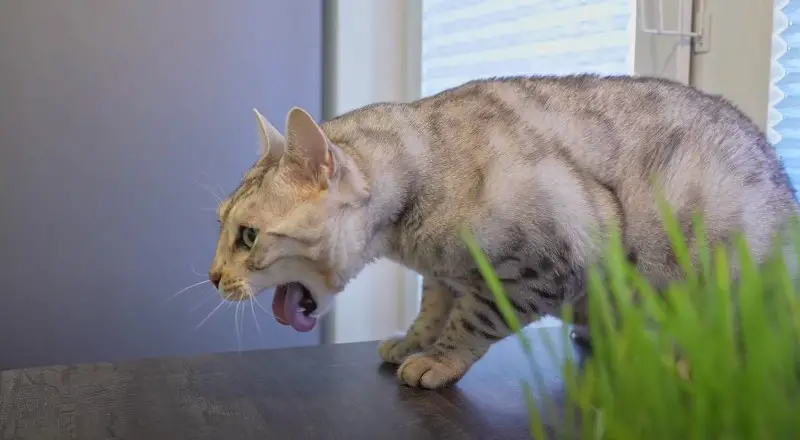 How to stop cat vomiting