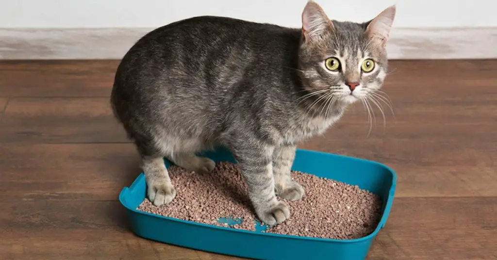 If a cat eats cat litter will it harm him?